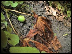 mayapple