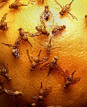 Mexican Fruit Flies