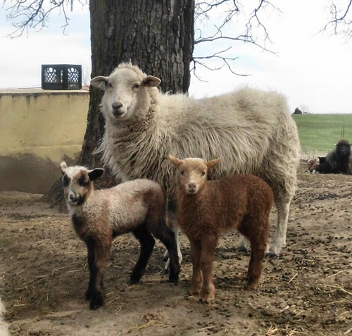 3 year old Navajo-Churro sheep Cup Cake and her 2 lambs.