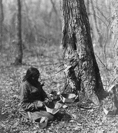 An Ojibwa Indian woman tapping a maple tree