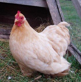 a Pekin Bantam hen in an ark chicken coop