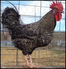 Penedesenca Cockerel
