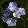 Polemonium reptans