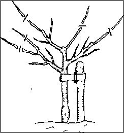 Image showing where to pruning a fruit tree in year 3