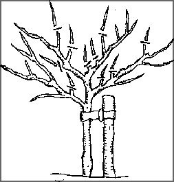 Image showing where to pruning a fruit tree in year 4