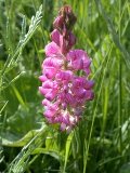 a sainfoin plant in a grass meadow