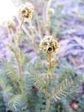 and example of salad burnet