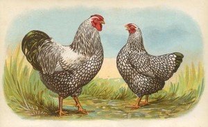 silver laced wyandottes