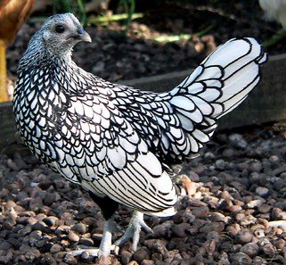 A Silver-Laced Sebright Bantam hen