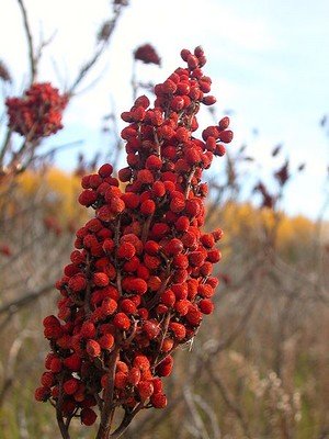 the red berries of sumac or buck brush