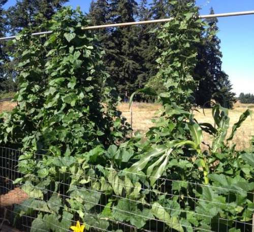 Three Sisters Garden showing planting problems.