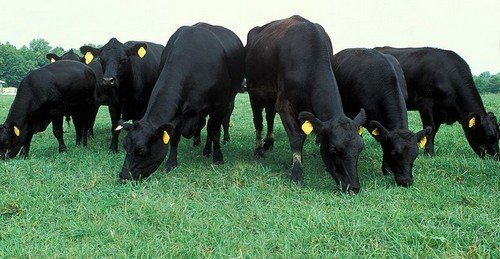 a group of Aberdeen Angus grazing in a farm field
