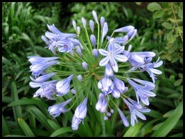 blue agapanthus or African Lily