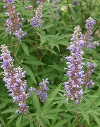 A-Z of Medicinal Herbs and How to Use Them Xagnus-castus.jpg.pagespeed.ic.SNJf6vI7Pj