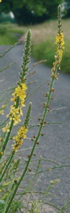 Agrimony