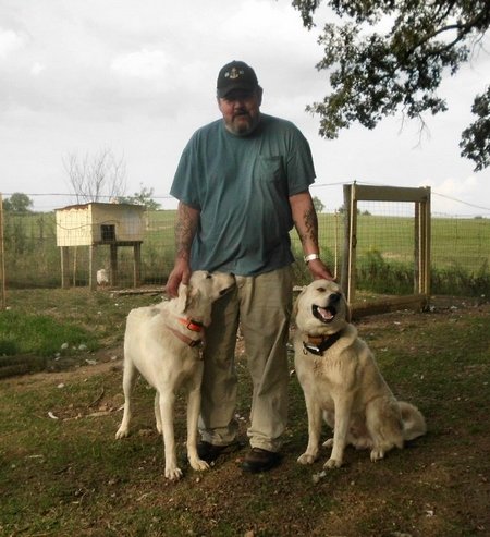 Our 2 Akbash livestock guardian dogs