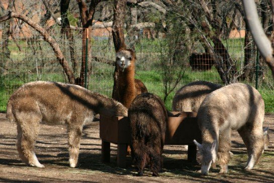 5 alpacas eating food out of a trough under a tree