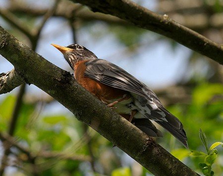 an American robin on a tree branch