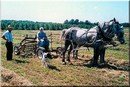 Amish Way of Life