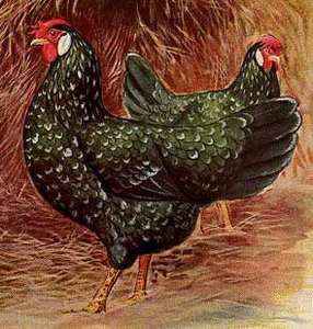 ancona chicken breed