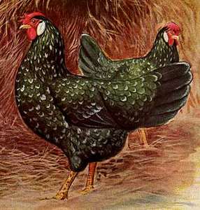 ancona chicken breed
