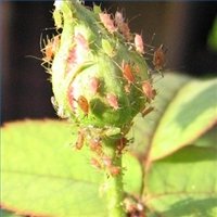 aphids crawling all over a rose bud