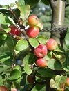 Dwarf apple tree