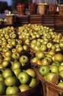 Apples in buckets ready for making cider