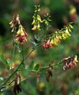 A-Z of Medicinal Herbs and How to Use Them Xastragalus.jpg.pagespeed.ic.YaLFFAq769