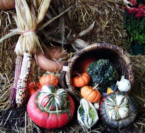 Gourds from an autumn harvest of growing your own