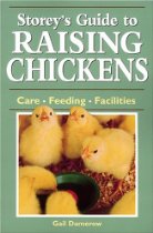 raising backyard chickens