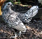 Bantam Chickens Thumbnail