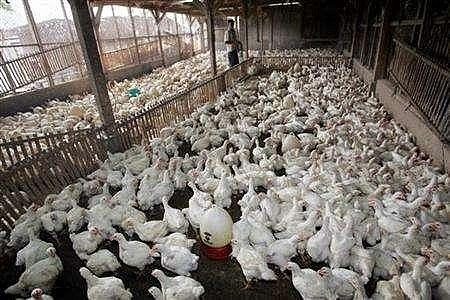 Barn chickens in over-crowded conditions.