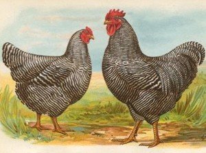 barred rock plymouth rock
