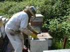 Beekeeping thumbnail