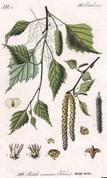 A-Z of Medicinal Herbs and How to Use Them Xbirch-betula-pendula.jpg.pagespeed.ic.3KcyY7PY5E