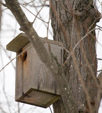 homemade bird house for backyard birds