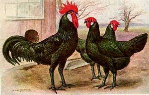 Black Minorca Chickens