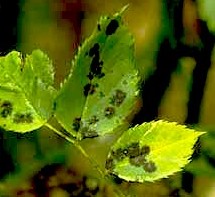 Black spot on roses