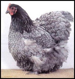 blue orpington chicken