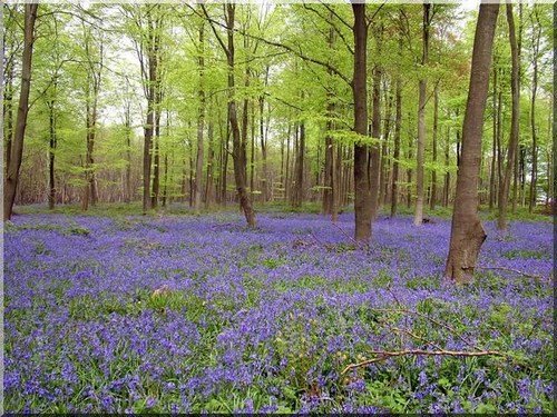 a carpet of bluebells under trees