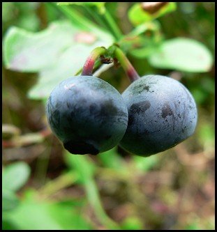 How to grow blueberries