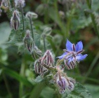 Borage flowers