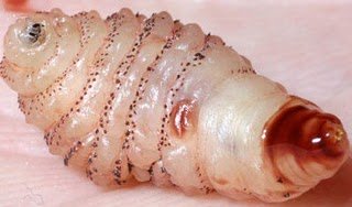 a close up view of bot fly larvae