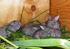 Breeding Rabbits