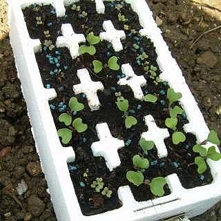 Broccoli seedlings growing for later transplanting