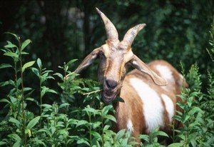 brush goats cleaning up an overgrown field