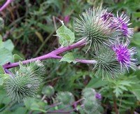 Burdock