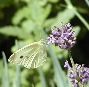 white cabbage butterfly