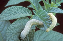 Cabbage Looper Larvae